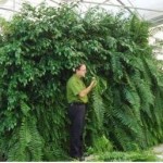Muros Vegetales que Ahorran Agua 
