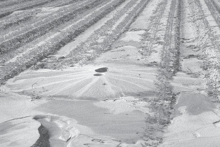 Figura 3.4 Volcán de arena en un campo de cultivo, evidencia de licuación
